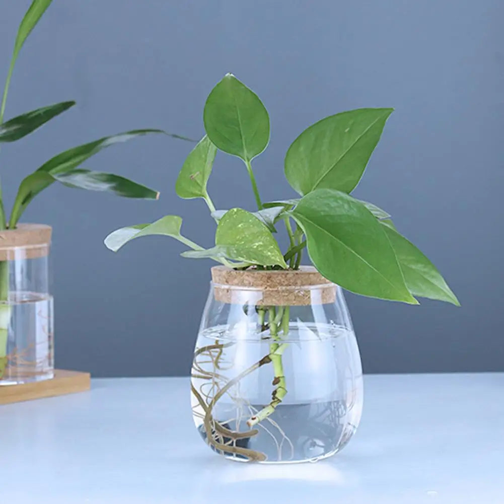 Hydroponic Elegance – Glass Propagation Jar for Air Plants & Cuttings