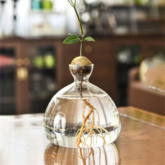 AvoBloom™ Avocado Seed Starter Vase