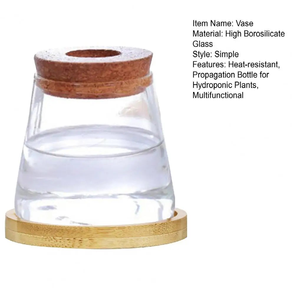 Hydroponic Elegance – Glass Propagation Jar for Air Plants & Cuttings